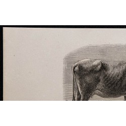 1860 - Vache de West-Highland 