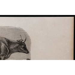 1860 - Vache de West-Highland 