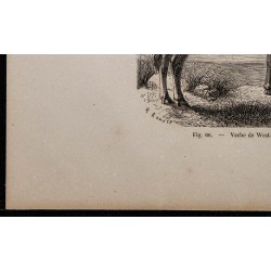 1860 - Vache de West-Highland 