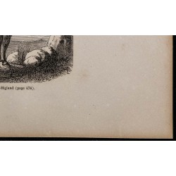 1860 - Vache de West-Highland 