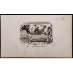 1860 - Vache de race hollandaise 