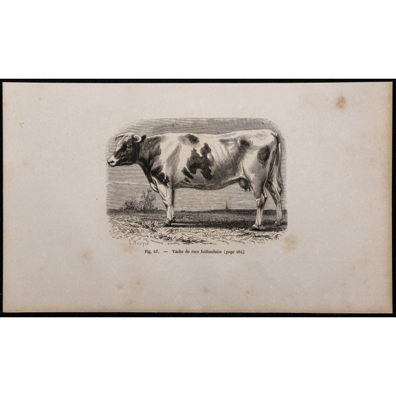 1860 - Vache de race hollandaise 