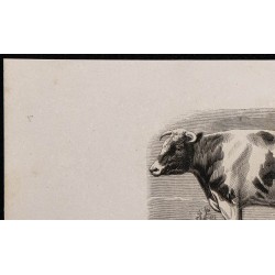 1860 - Vache de race hollandaise 