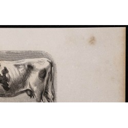 1860 - Vache de race hollandaise 