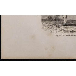 1860 - Vache de race hollandaise 