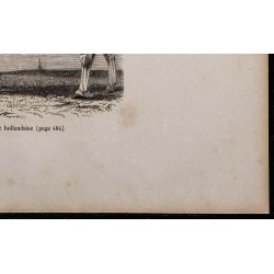 1860 - Vache de race hollandaise 