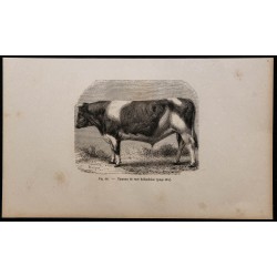 1860 - Taureau de race hollandaise 