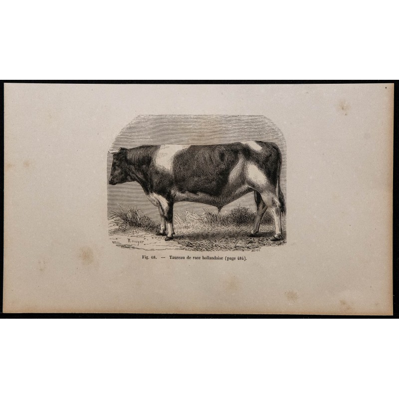 1860 - Taureau de race hollandaise 