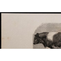 1860 - Taureau de race hollandaise 