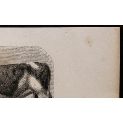 1860 - Taureau de race hollandaise 