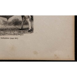 1860 - Taureau de race hollandaise 