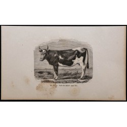 1860 - Vache du Jutland 