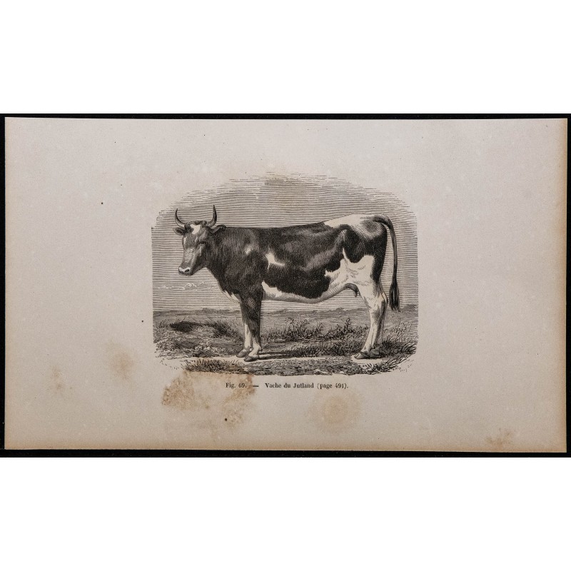 1860 - Vache du Jutland 