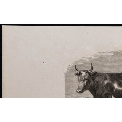 1860 - Vache du Jutland 