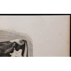 1860 - Vache du Jutland 