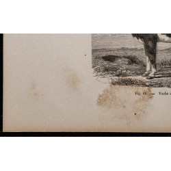 1860 - Vache du Jutland 