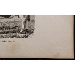 1860 - Vache du Jutland 