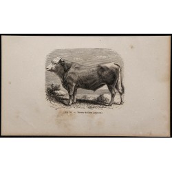 1860 - Taureau du Glane 