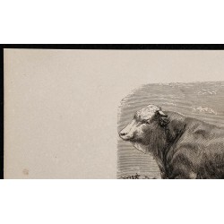 1860 - Taureau du Glane 