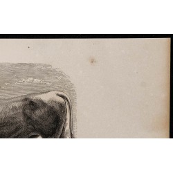 1860 - Taureau du Glane 