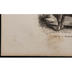 1860 - Taureau du Glane 