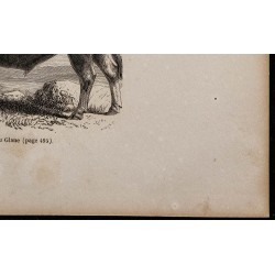 1860 - Taureau du Glane 