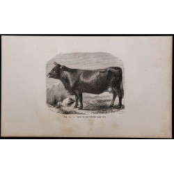 1860 - Vache de race Schwyz 
