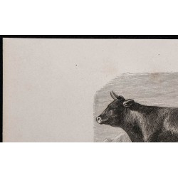 1860 - Vache de race Schwyz 