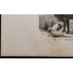 1860 - Vache de race Schwyz 