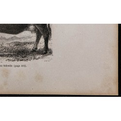 1860 - Vache de race Schwyz 