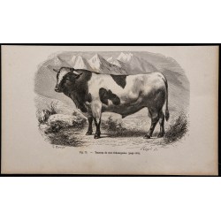 1860 - Taureau de race fribourgeoise 