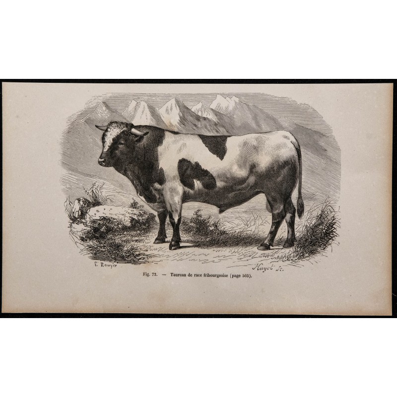 1860 - Taureau de race fribourgeoise 