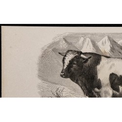 1860 - Taureau de race fribourgeoise 