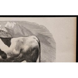 1860 - Taureau de race fribourgeoise 