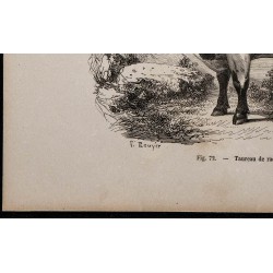 1860 - Taureau de race fribourgeoise 