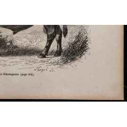 1860 - Taureau de race fribourgeoise 
