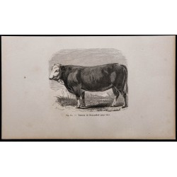 1860 - Taureau de Simmenthal 