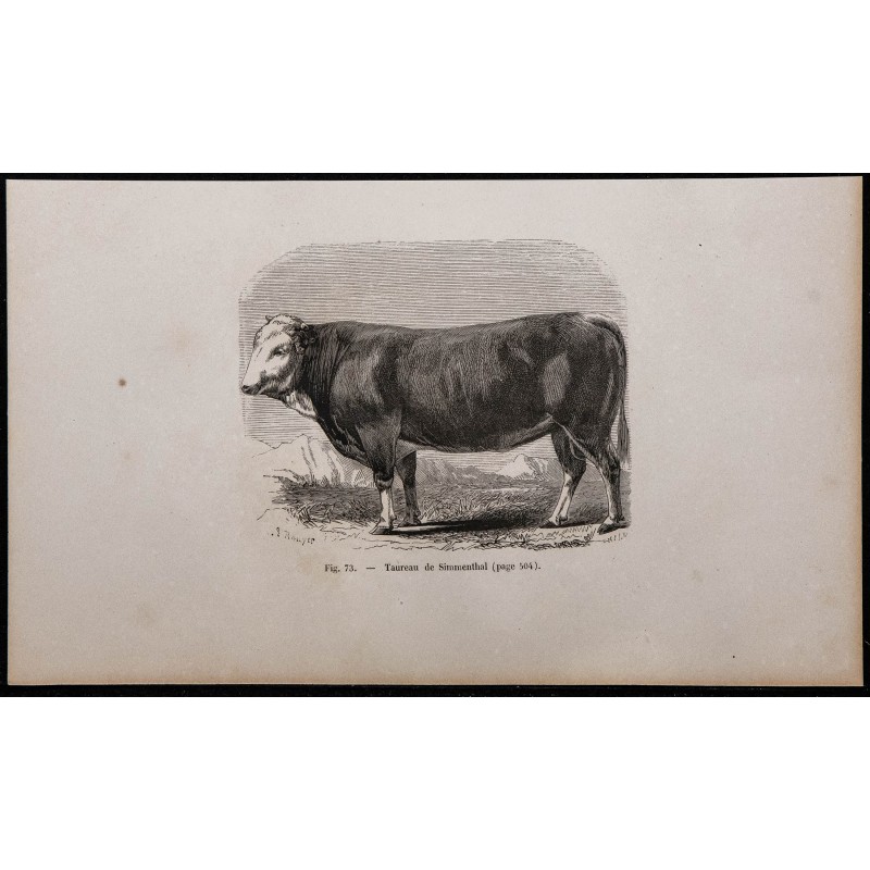 1860 - Taureau de Simmenthal 