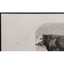 1860 - Taureau de Simmenthal 