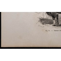 1860 - Taureau de Simmenthal 