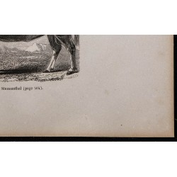 1860 - Taureau de Simmenthal 