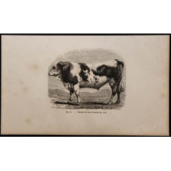 1860 - Taureau de race bernoise 