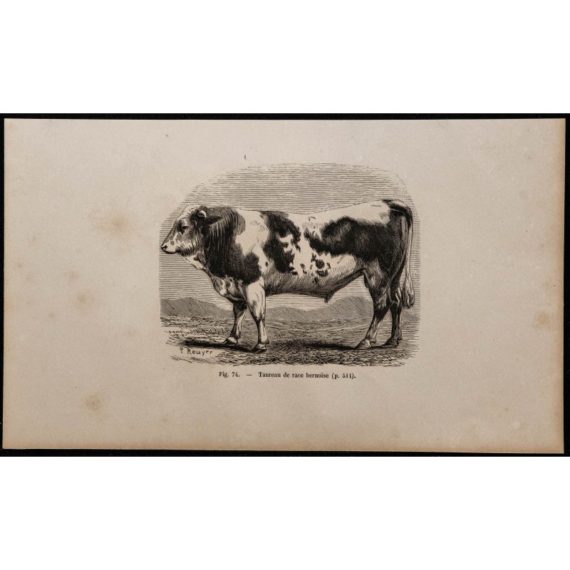 1860 - Taureau de race bernoise 