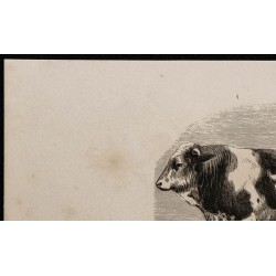 1860 - Taureau de race bernoise 