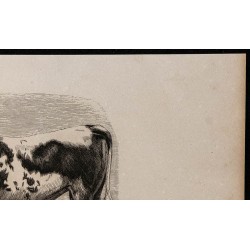 1860 - Taureau de race bernoise 