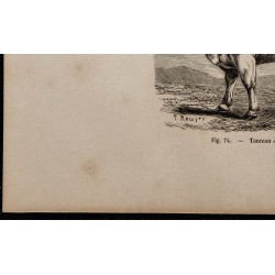 1860 - Taureau de race bernoise 