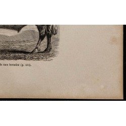 1860 - Taureau de race bernoise 