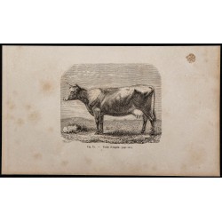1860 - Vache d'Angeln 