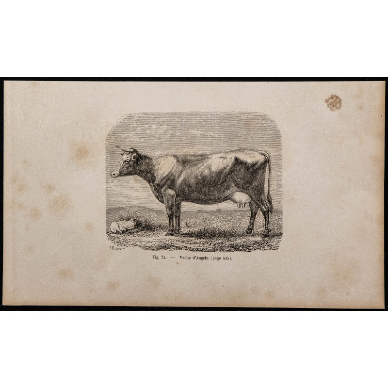 1860 - Vache d'Angeln 