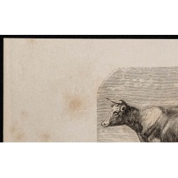 1860 - Vache d'Angeln 